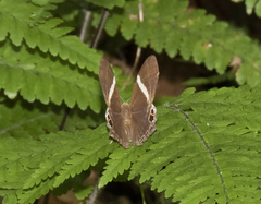 Abisara neophron