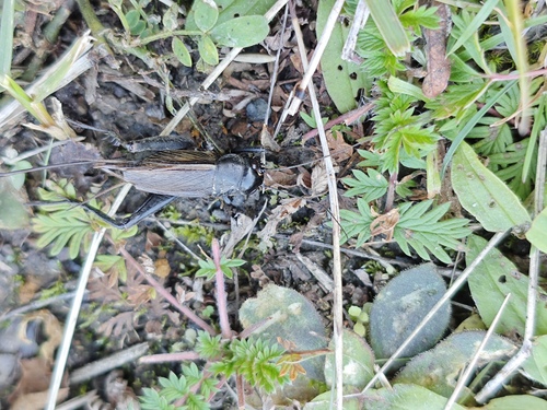 Teleogryllus occipitalis