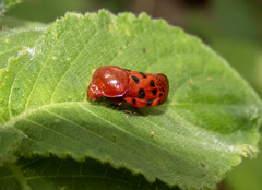Homalostethus tabulatus