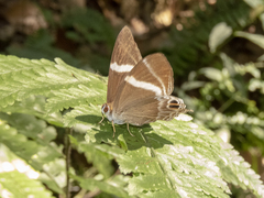 Abisara neophron