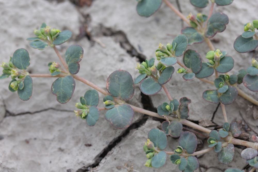 Euphorbia cryptorubra