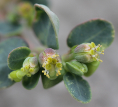 Euphorbia cryptorubra