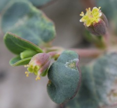 Euphorbia cryptorubra