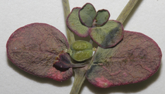 Euphorbia cryptorubra