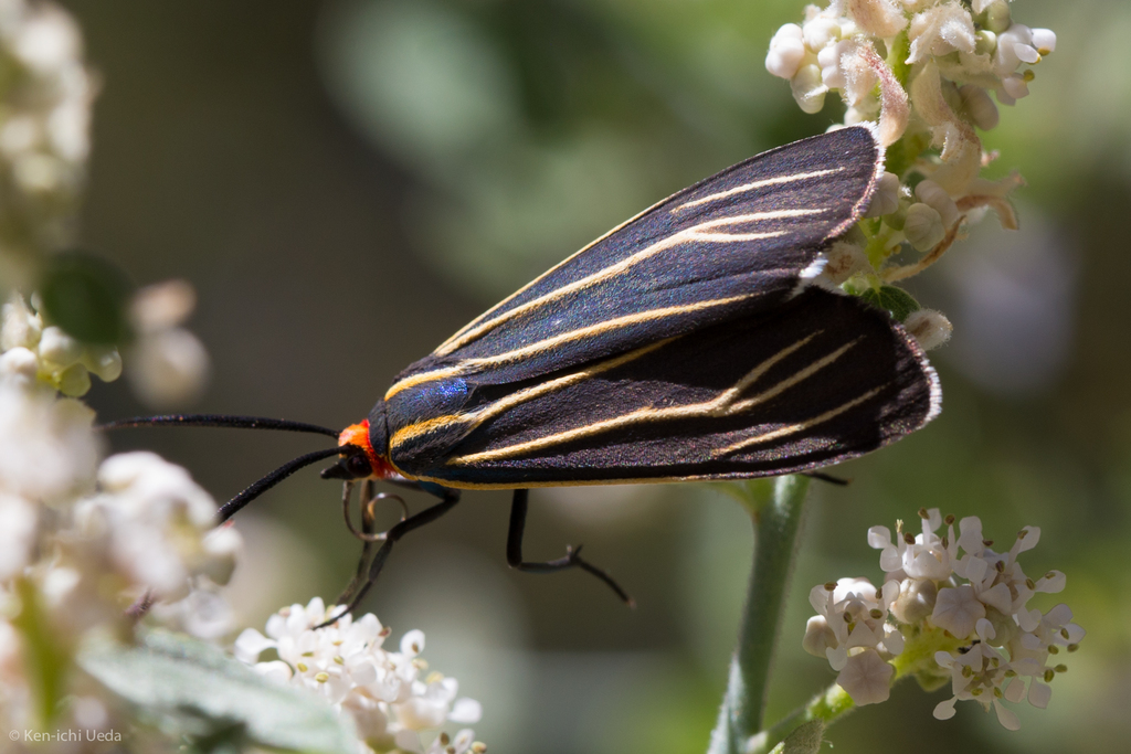 Veined Ctenucha Moth