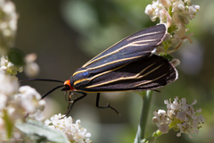 Ctenucha venosa