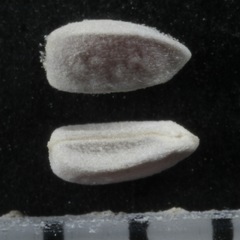 Euphorbia cryptorubra