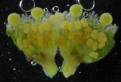 Euphorbia cryptorubra