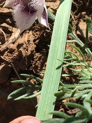Calochortus elegans