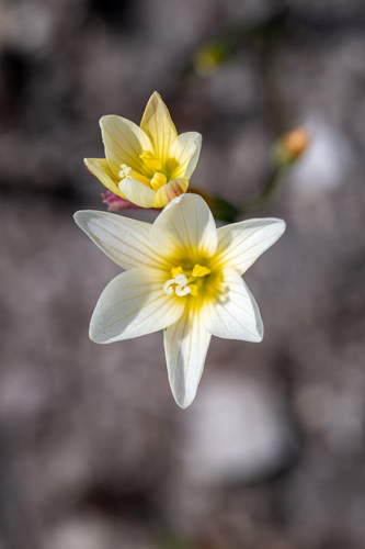 Rush Satin (Geissorhiza juncea)