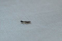 Cosmopterix pulchrimella