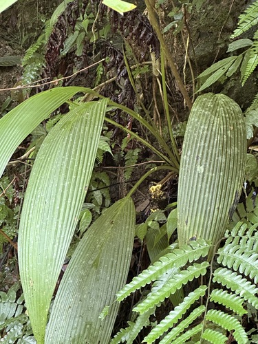 Image of Curculigo capitulata by (c) Kiwi Shen, some rights reserved (CC BY)