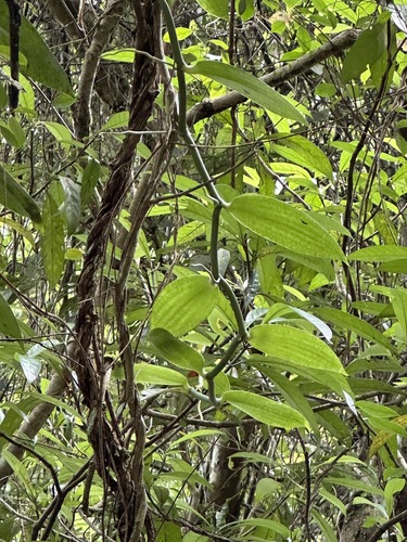 Vanilla somae, photograph 3