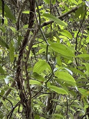 Vanilla somae, photograph (c) Kiwi Shen, some rights reserved (CC BY)
