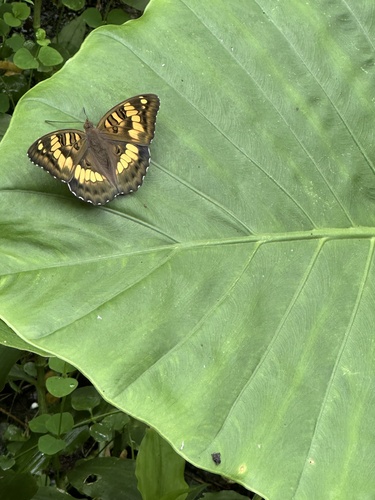 Euthalia kosempona