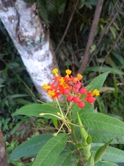 Asclepias curassavica