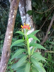 Asclepias curassavica