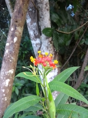 Asclepias curassavica
