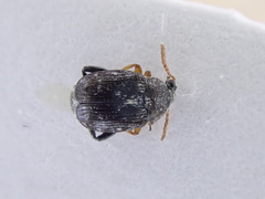 Bruchus luteicornis