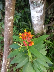 Asclepias curassavica
