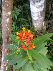 Asclepias curassavica