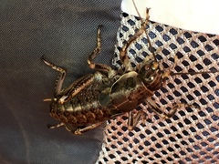 Cyphoderris
