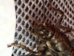 Cyphoderris