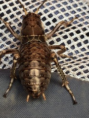 Cyphoderris