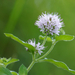 Mentha aquatica - Photo (c) mobbini, μερικά δικαιώματα διατηρούνται (CC BY-NC), uploaded by mobbini