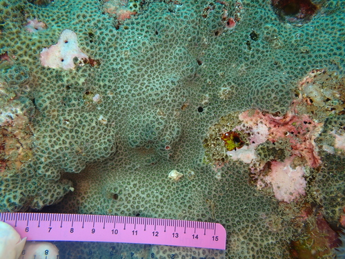 Leptastrea transversa observed 2024-10-03
