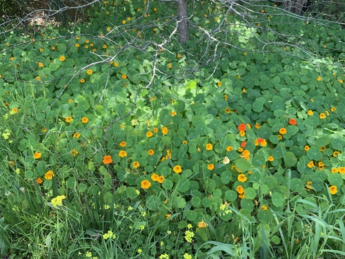 Tropaeolum majus