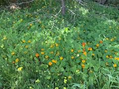 Grosse Kapuzinerkresse (Tropaeolum majus): Herkunft und Verwendung — Foto 3