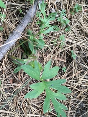 Hydrophyllum capitatum