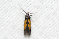 Chrysoclista linneella