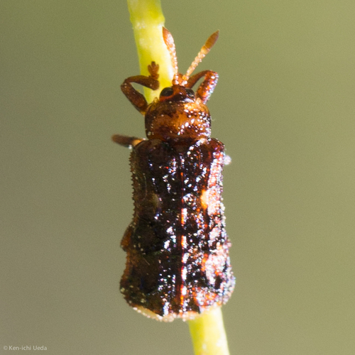 Octotoma marginicollis photo 2