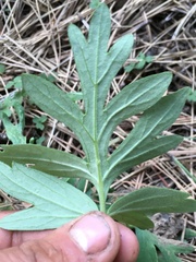 Hydrophyllum capitatum