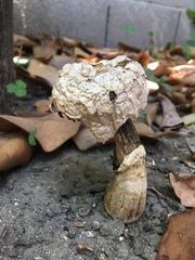 Agaricus deserticola