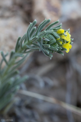 Lithospermum cobrense
