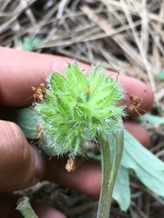 Hydrophyllum capitatum