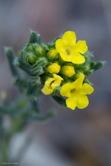 Lithospermum cobrense