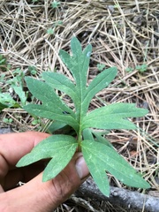 Hydrophyllum capitatum