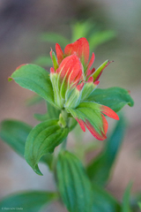 Castilleja nelsonii
