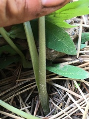 Hydrophyllum capitatum