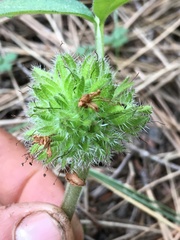 Hydrophyllum capitatum