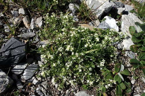 Swiss bedstraw (Galium megalospermum)