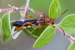 Necydalis cavipennis