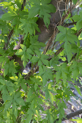 Humulus lupulus neomexicanus