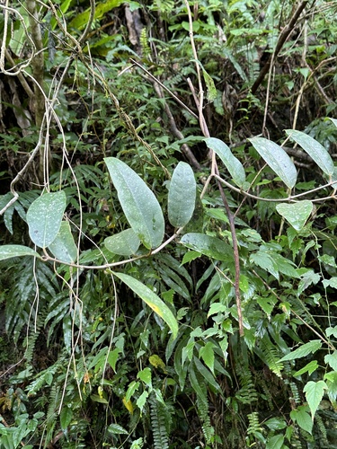 Anodendron benthamianum (Anodendron benthamianum)