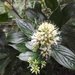 Oldenlandia hedyotidea - Photo (c) Alan Kwok / Ada Tai, algunos derechos reservados (CC BY-NC), uploaded by Alan Kwok / Ada Tai