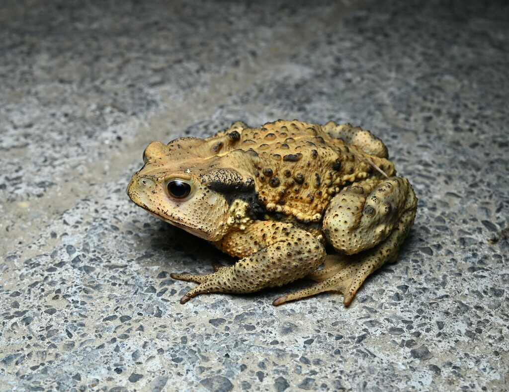 중국두꺼비 in 9월 2024 by 夜星槎 · iNaturalist 중국두꺼비 (Bufo gargarizans)